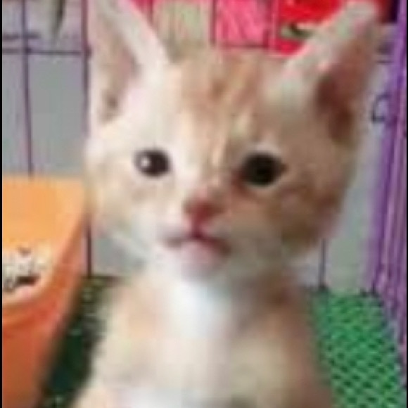 Meet your Posher, Andres - Picture 1 of 1